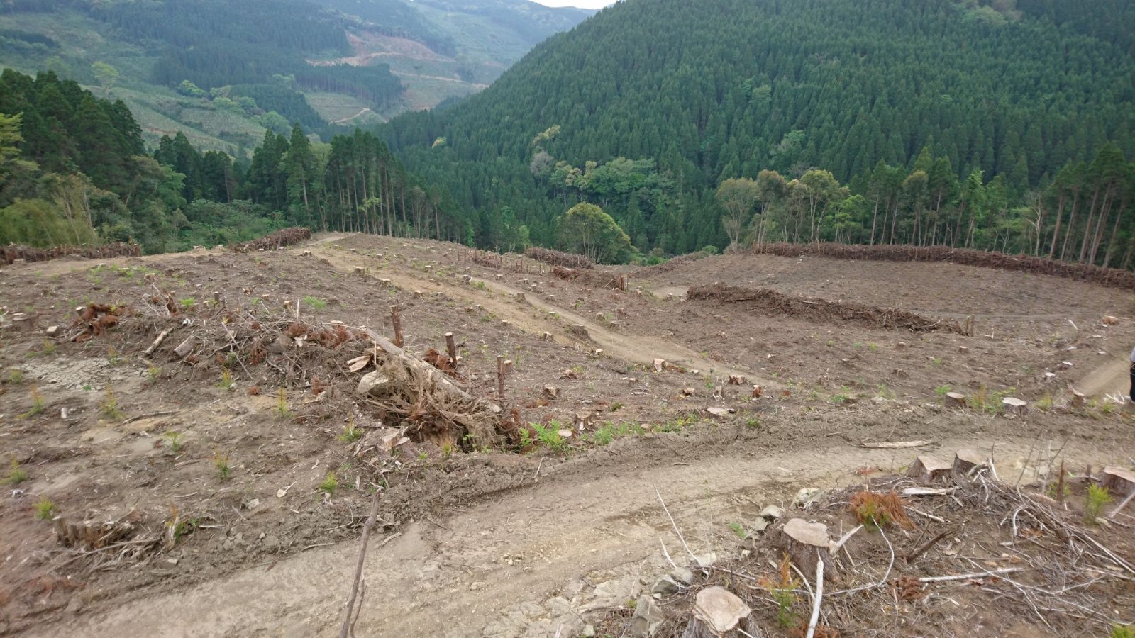 緑の山々に囲まれた伐採跡地。適切に管理・保全された山林の現場