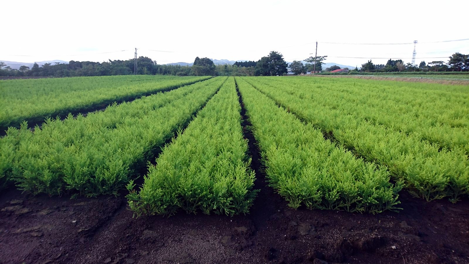 宮崎県宮崎市田野町のスギ苗生産圃場