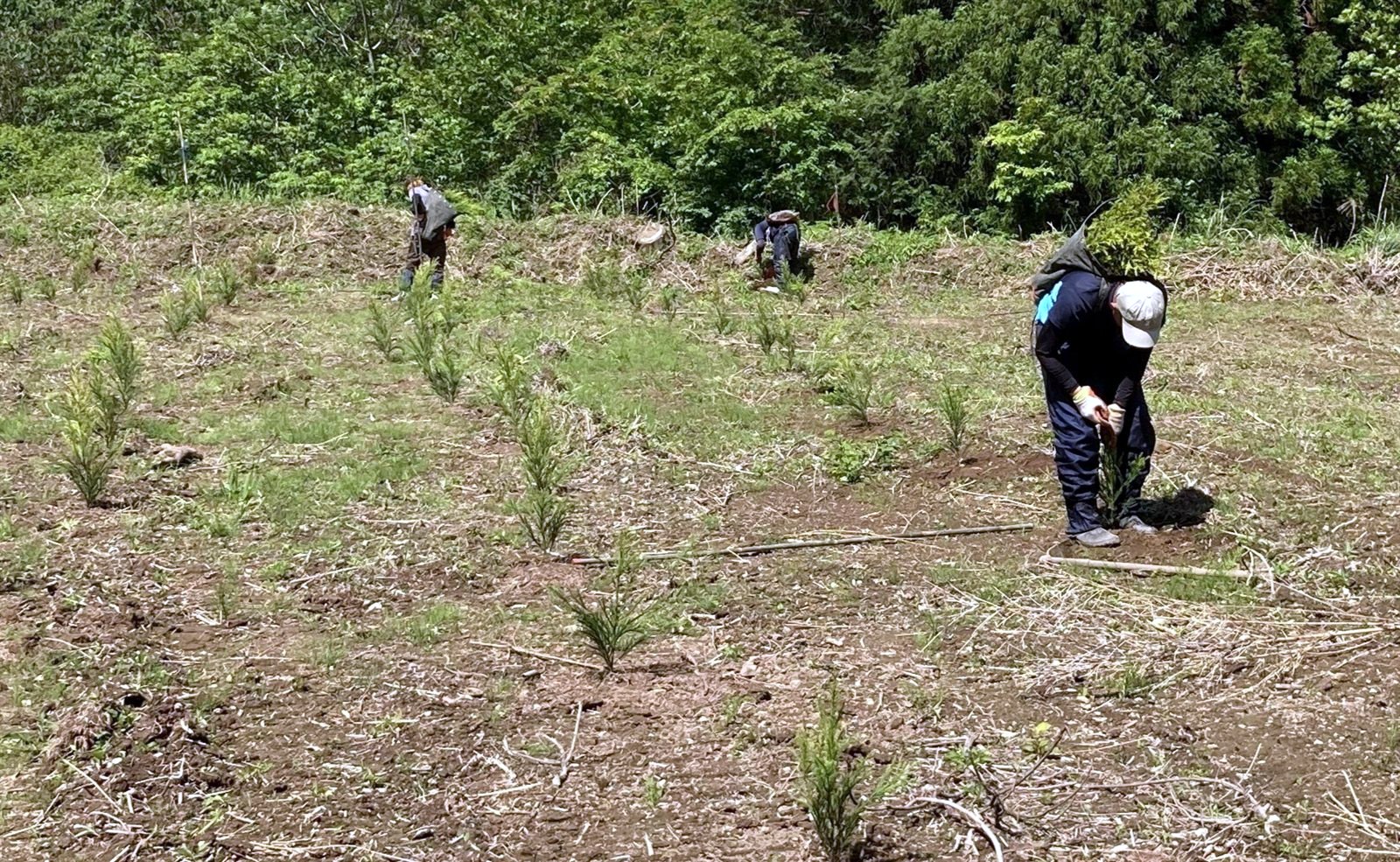 伐採跡地での植栽作業（造林）